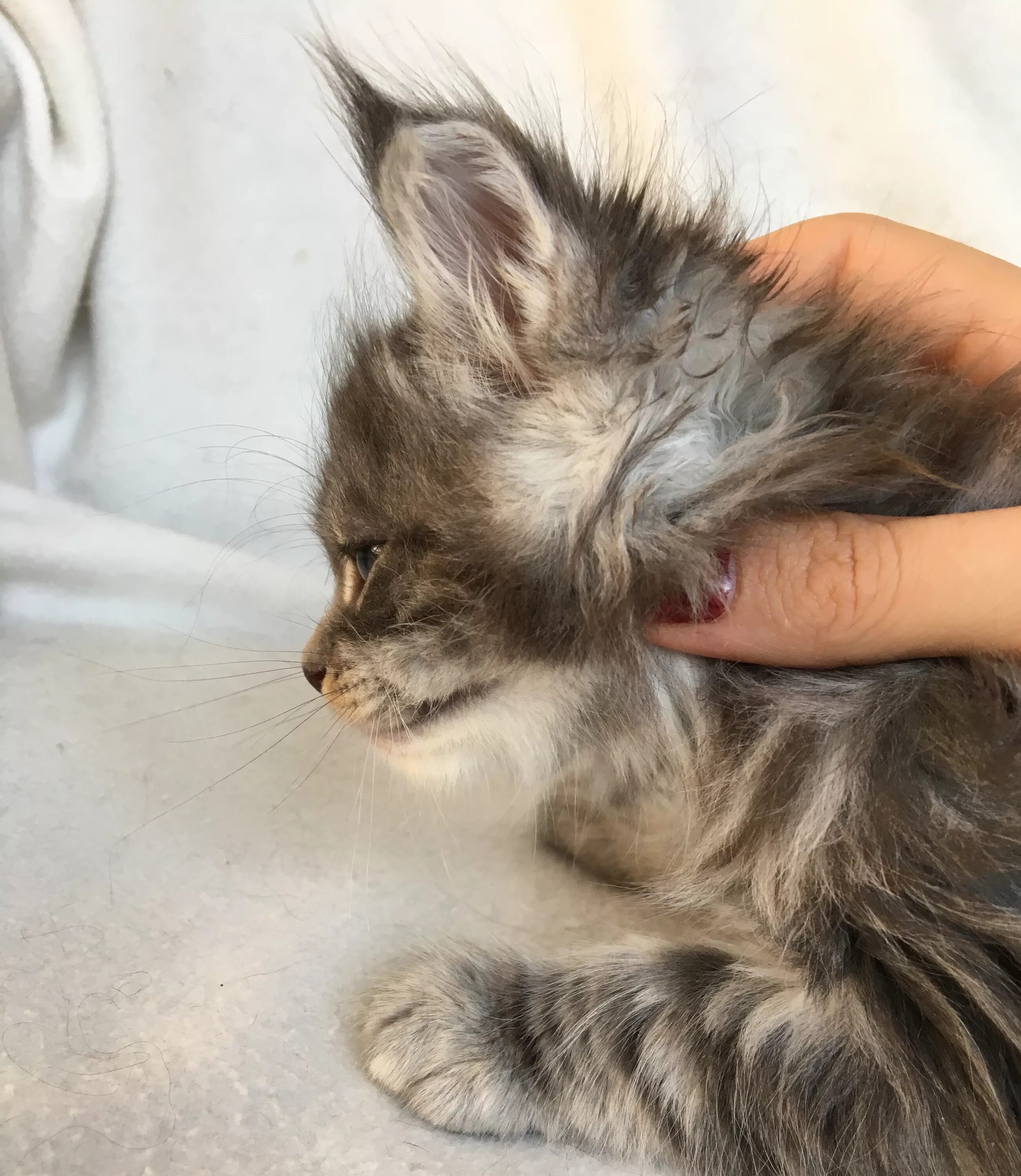 Мейн-кун. Мейнкун с коротко шерстью. Кот мейн кун. Мейн кун солид. Манчкин мейн кун помесь.