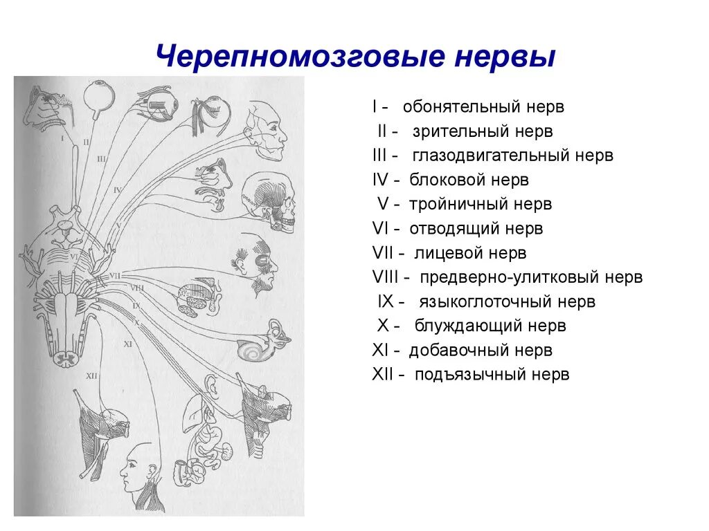Перечислите черепные нервы. 12 Пар черепных нервов схема. 12 Пара ЧМН схема. 12 Пар черепных нервов картинка. 12 Пар черепно мозговых нервов рисунок.
