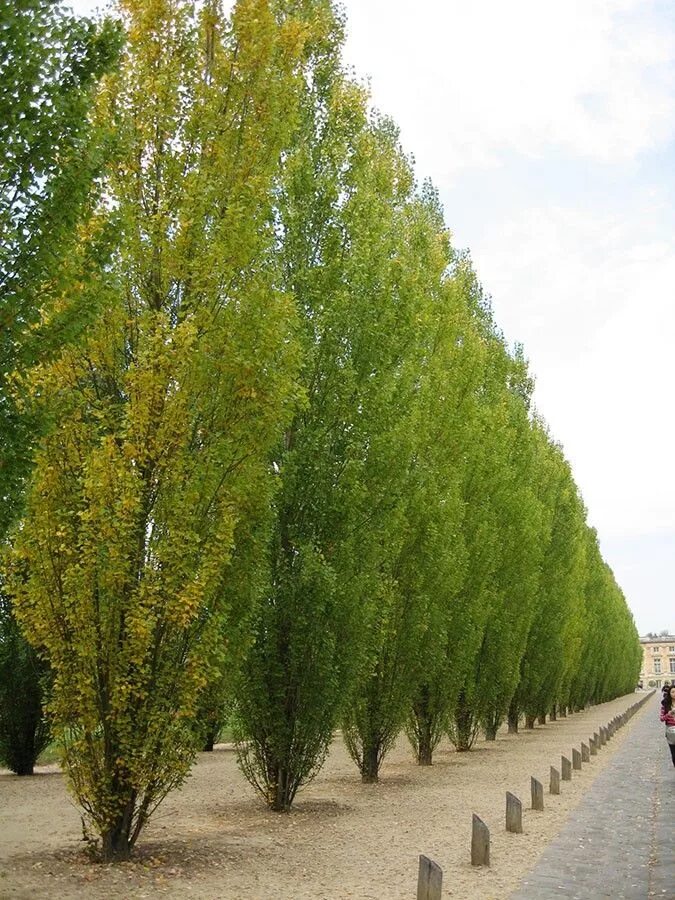 Вид городских деревьев. Граб обыкновенный Фастигиата. Carpinus betulus. Carpinus betulus (граб обыкновенный) 'Fastigiata'. Граб обыкновенный Carpinus betulus.