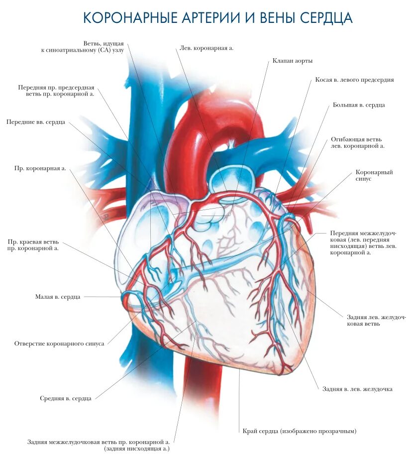 Вена системы венечного синуса. Строение сердца венечный синус. Вены системы венечного синуса сердца. Артерии и вены сердца схема. Сердечные артерии и вены