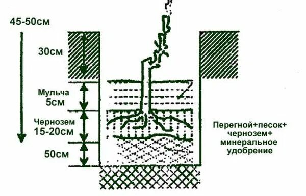 Правильная посадка винограда. Посадка винограда весной саженцами. Посадка винограда весной в открытый грунт. Посадка винограда весной саженцами в открытый грунт. Схема посадки саженцев винограда.