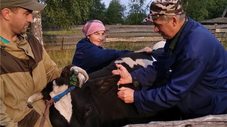 Вакцинация крупного рогатого скота. Вакцинация крупного рогатого скота