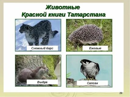 Животные занесенные в красную книгу республики татарстан