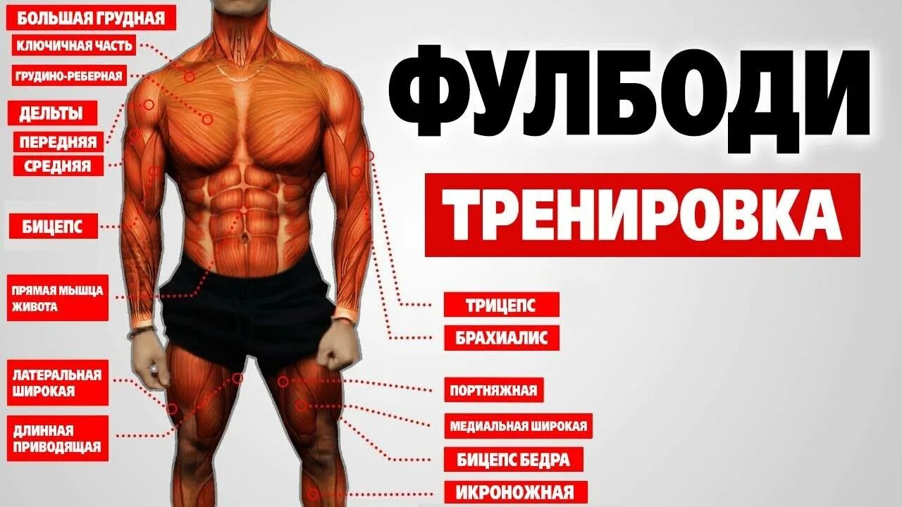 Программа фулбоди раз в неделю. Фулбоди программа тренировок. тренировки фулбоди для мужчин. фулбади тренировка. план тренировки фулбади.