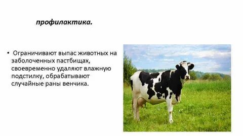 Закон выпас скота