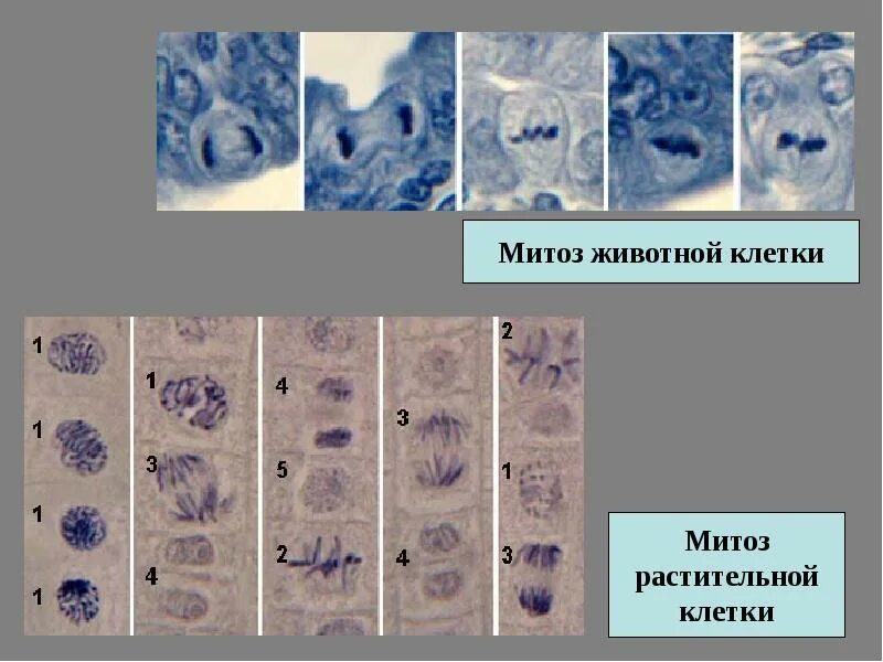 Митоз животной клетки окраска железным гематоксилином. Митоз растительной клетки гистология. Митотическое деление растительной клетки гистология. Кариокинез растительных клеток препарат. Жизнь клетки до ее деления