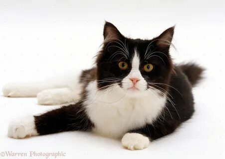 The cat he is black