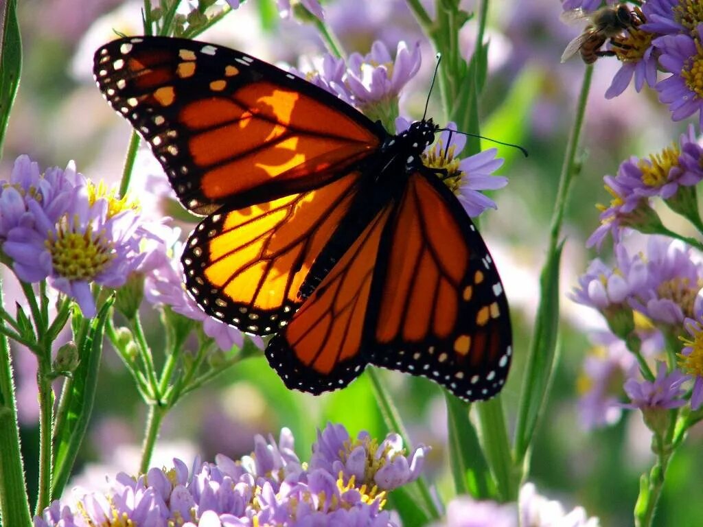 Пестрое лето. Бабочка на цветке. Бабочки в цветах. Лето бабочки. Красивые бабочки.