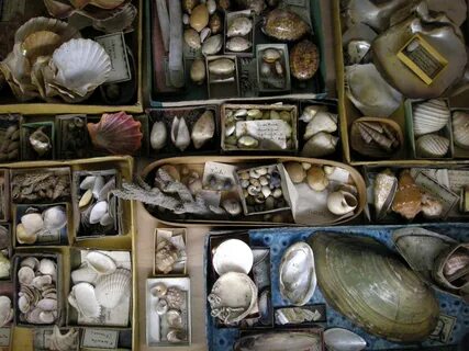 De collection