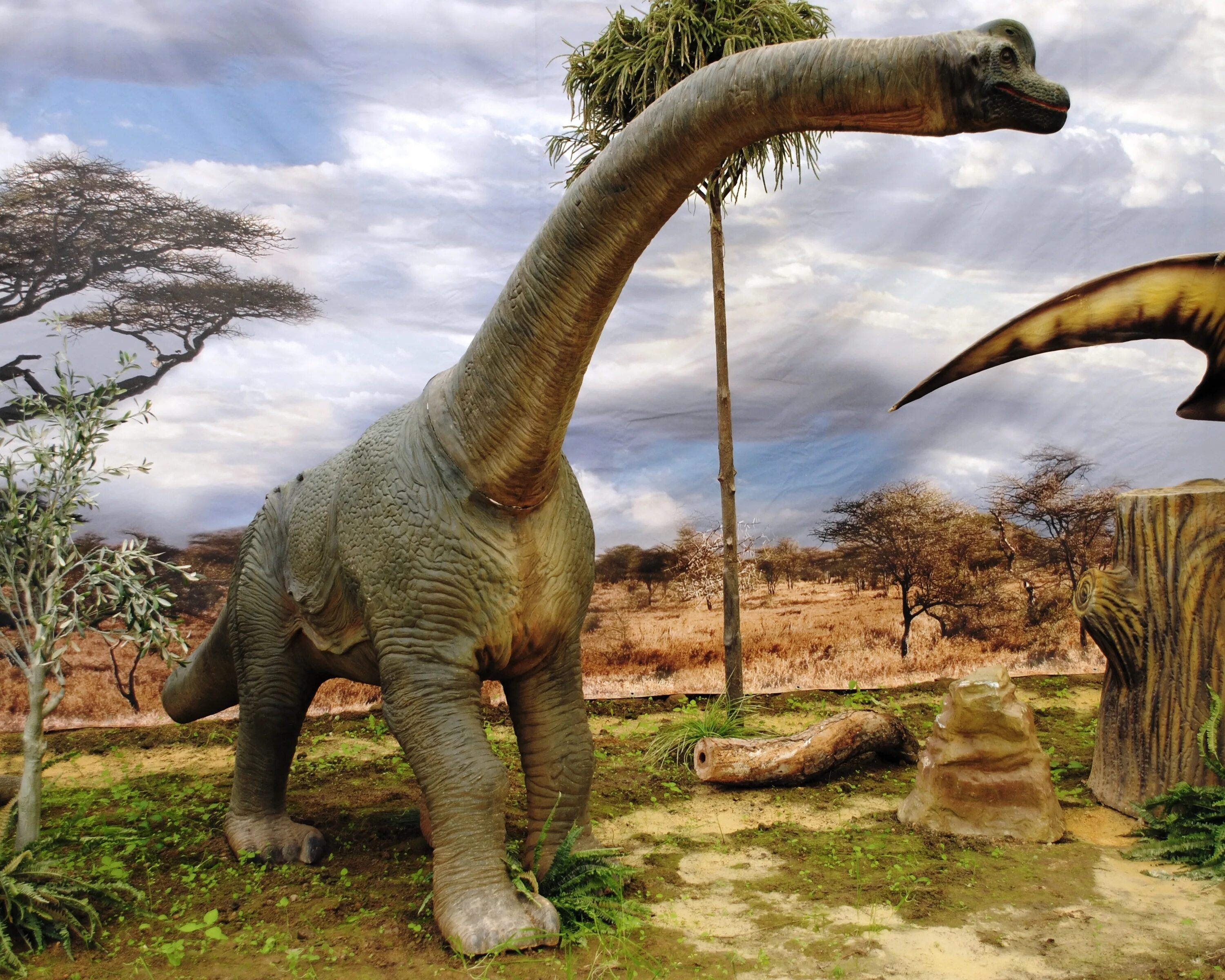 Динозавр форма. Травоядные динозавры Брахиозавр. Титанозавр зауропод. Зауроподы Брахиозавр. Травоядные динозавры зауроподы.