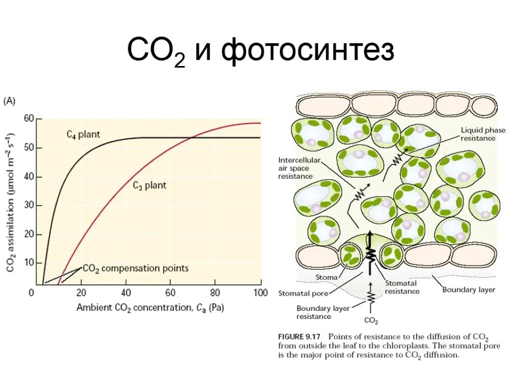 Co2 h2o фотосинтез. Схема с-2 фотосинтез. Фотосинтез бактерий схема. Схема процесса фотосинтеза. Изучение фотосинтеза.