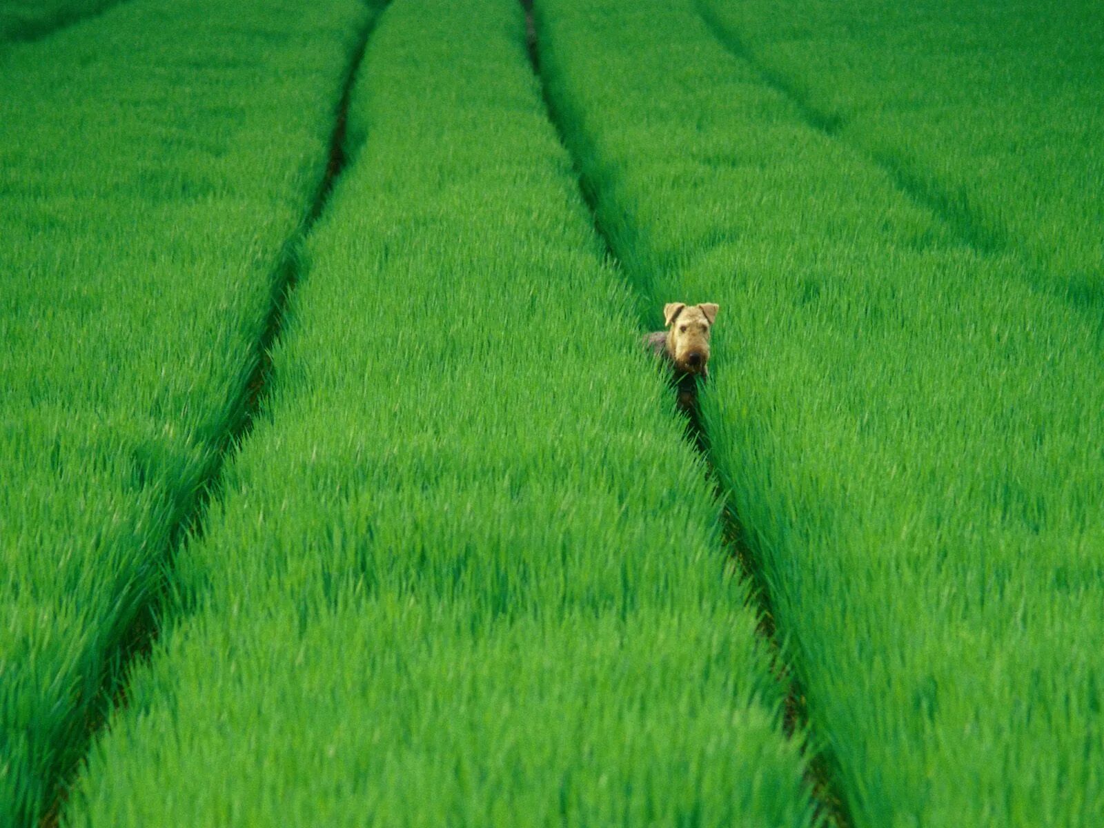 Поставь зеленое поле. Поле скошенной травы. Почему трава зеленая. Собака в поле. Пастбище трава.