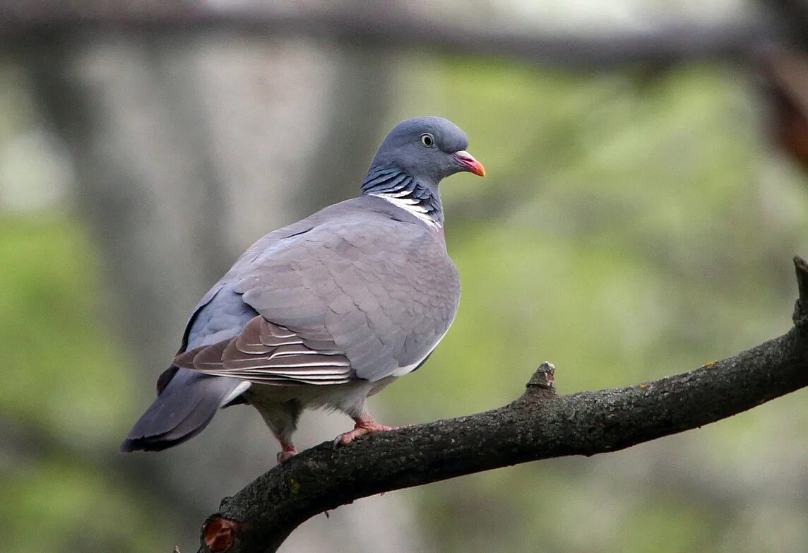 Вяхирь витютень. Клинтух вяхирь Горлица. Вяхирь (Columba palumbus). Вяхирь Горлица голубь.