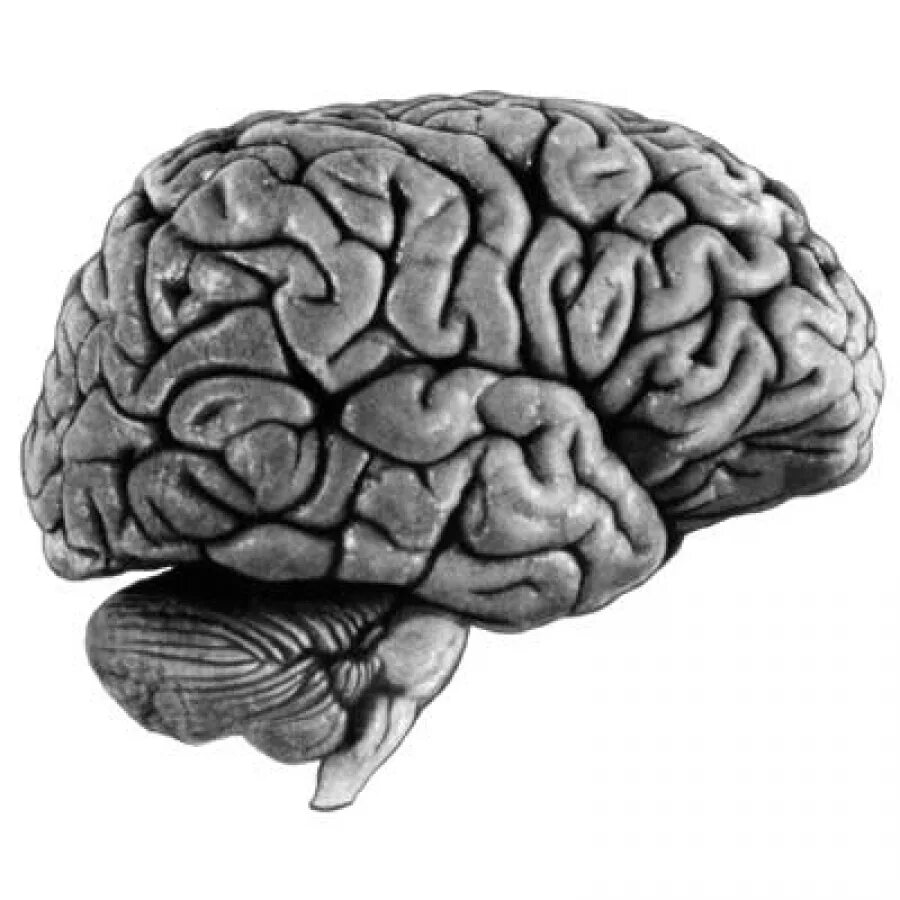 Want brains. Мозг референс. Мозг арт. Мозг картина.