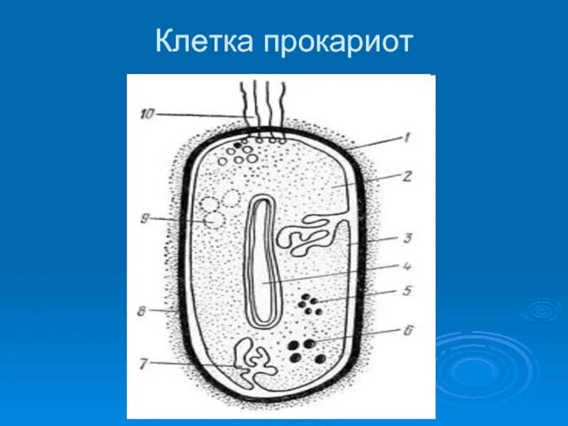 Прокариоты рисунок