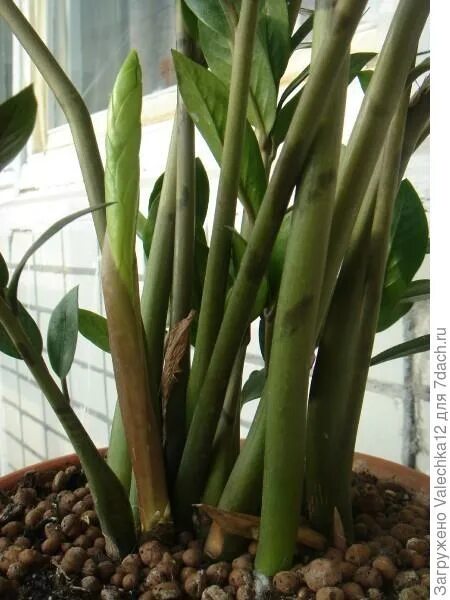 Замиокулькас клубни. Замиокулькас сморщился стебель. Замиокулькас толстый стебель. Замиокулькас желтые корни. Замиокулькас ссыхаются стволы.