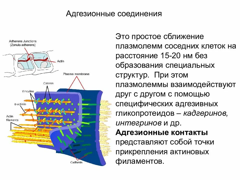 Клетка и межклеточное пространство. Межклеточная жидкость клетка организма. Клетка организма и межклеточное пространство. Клетка и межклеточное пространство. Клетка и межклеточная жидкость.