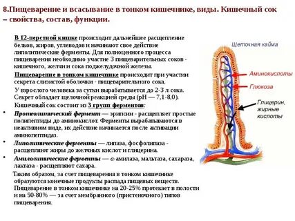 Соки расщепляющие жиры