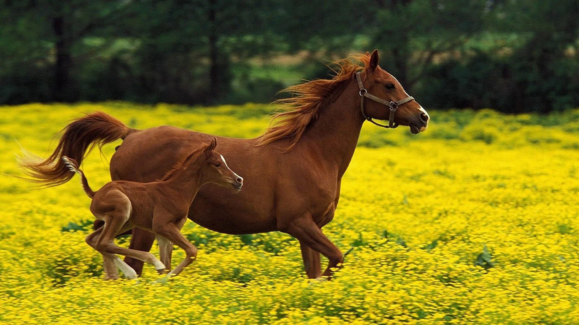 Horse pictures. Жеребенок "Хафлингер". Лошади фото красивые. Картинки на рабочий стол лошади. Лошадь с жеребенком.