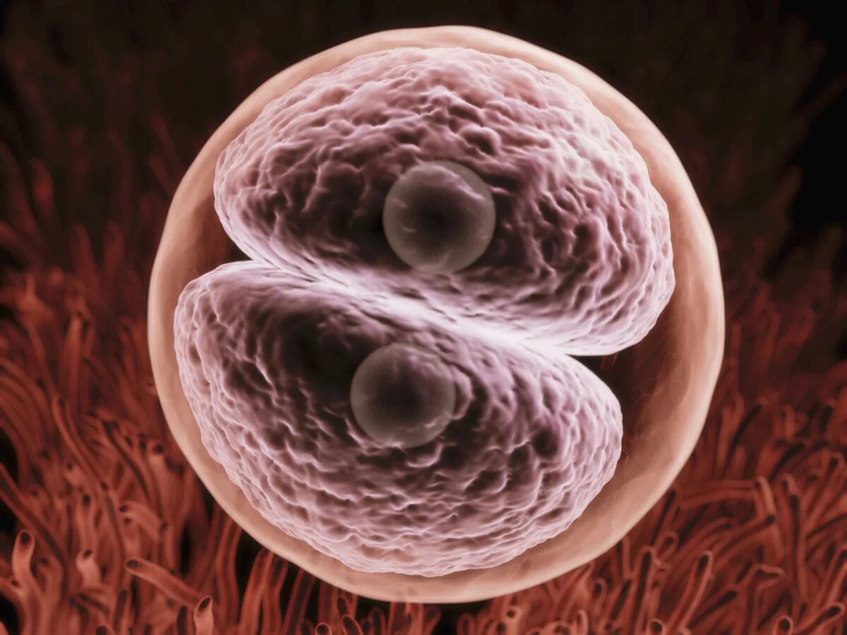 После оплодотворения яйцеклетки и первых. Зигота эмбрион. Человеческая зигота. Зигота это оплодотворенная яйцеклетка. Эмбрион зигота зигота.