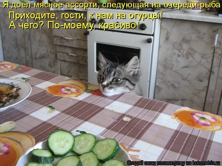 приходи салатики доедать. коты и селедка. винегрет прикол. облизывает тарелку. приходите в гости мясо доедаю оставляю.