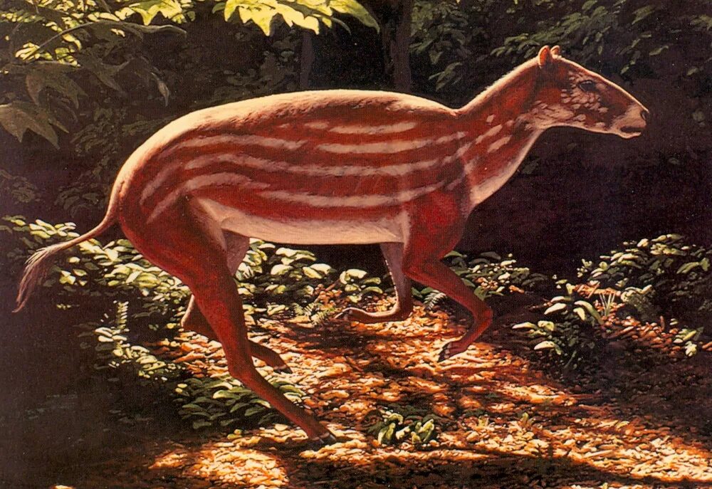 Предок был создан в. Гиракотерий эогиппус. хиракотериум и эогиппус. hyracotherium (eohippus) - первобытная лошадь. гиракотерий предок лошади.