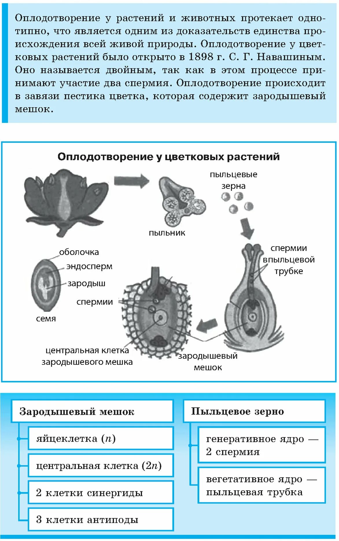 Оплодотворение позвоночных животных. Двойное оплодотворение у цветковых растений таблица. двойное оплодотворение клеток таблица. оплодотворение у цветковых растений. оплодотворение у позвоночных.