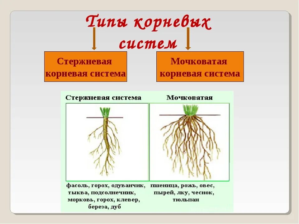 У каких растений есть корень. Типы корневых систем у растений. Мочковатый Тип корневой системы. Виды корневых систем стержневая мочковатая.