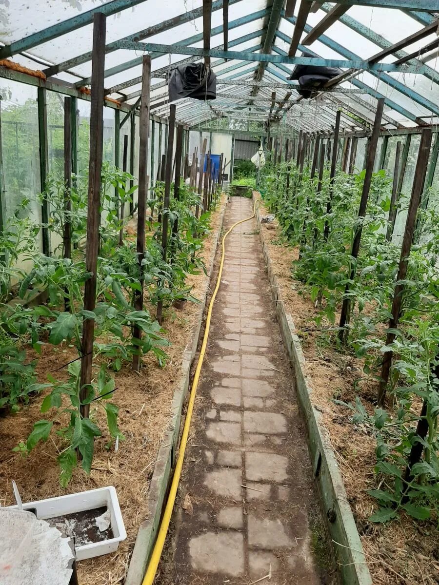 томат f1 затейник. сайт томатоводов любителей форум. томаты от зои петровны лебедевой. томаты зыряновой. сайт томатоводов любителей форум.