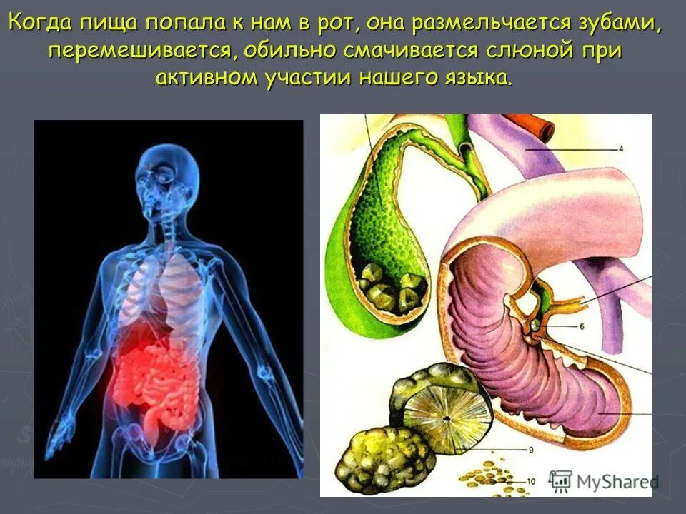 попадание еды в дыхательные пути. пища попала в дыхательные пути. носоглотка гортань бронхи. может ли пища попасть в легкие. трахея и пищевод расположение у человека.