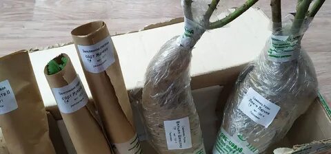 Дирижер сада интернет магазин саженцев