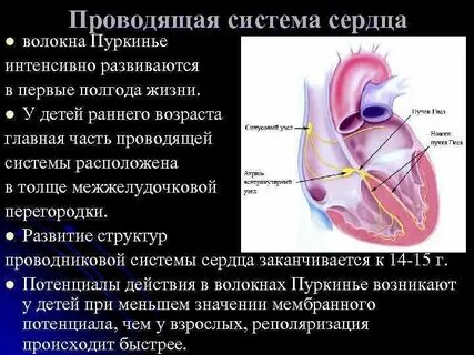Проводящие волокна