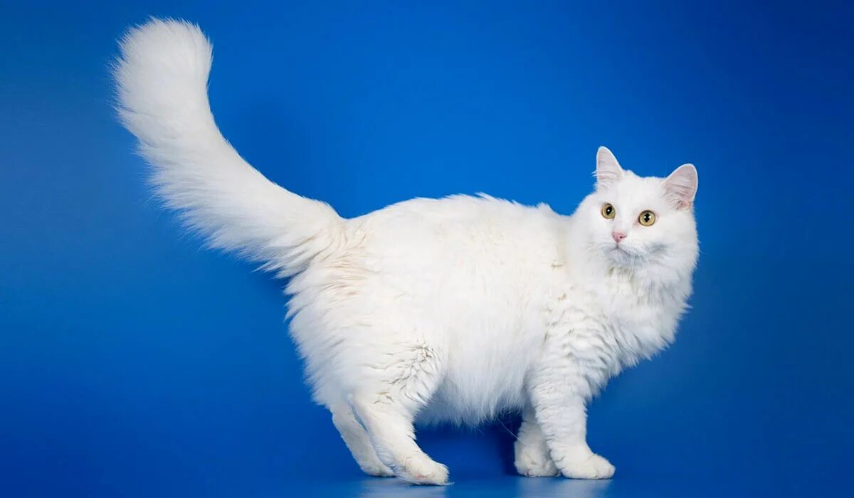 Как называется белая порода кошек. Турецкая ангора кошка. Турецкая ангорская кошка. Турецкая ангорская белая кошка. Кошка ангорковая порода.