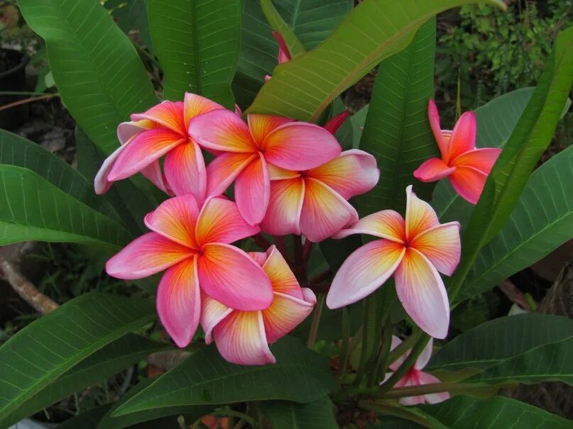 Манго дерево цветение. Манго дерево цветение. Манго растение цветет. Манго растение цветет. Цветок манго.