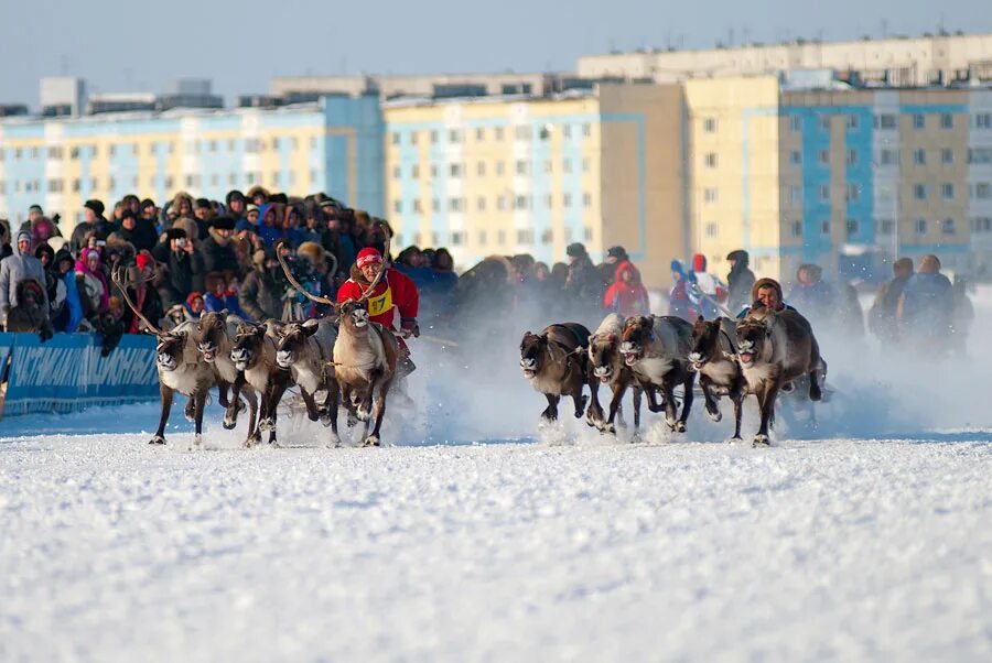 надым праздник оленеводов. салехард ненцы. ненцы в ненецком автономном округе. день оленевода поселок тухард 2022. северные олени териберка.