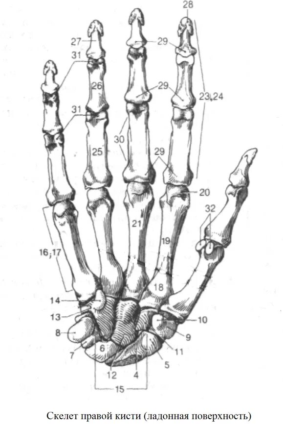 Кости запястья анатомия человека. Кисть строение анатомия костей. Скелет кисти руки человека строение. Скелет кисти ладонная поверхность. Кости в запястье руки