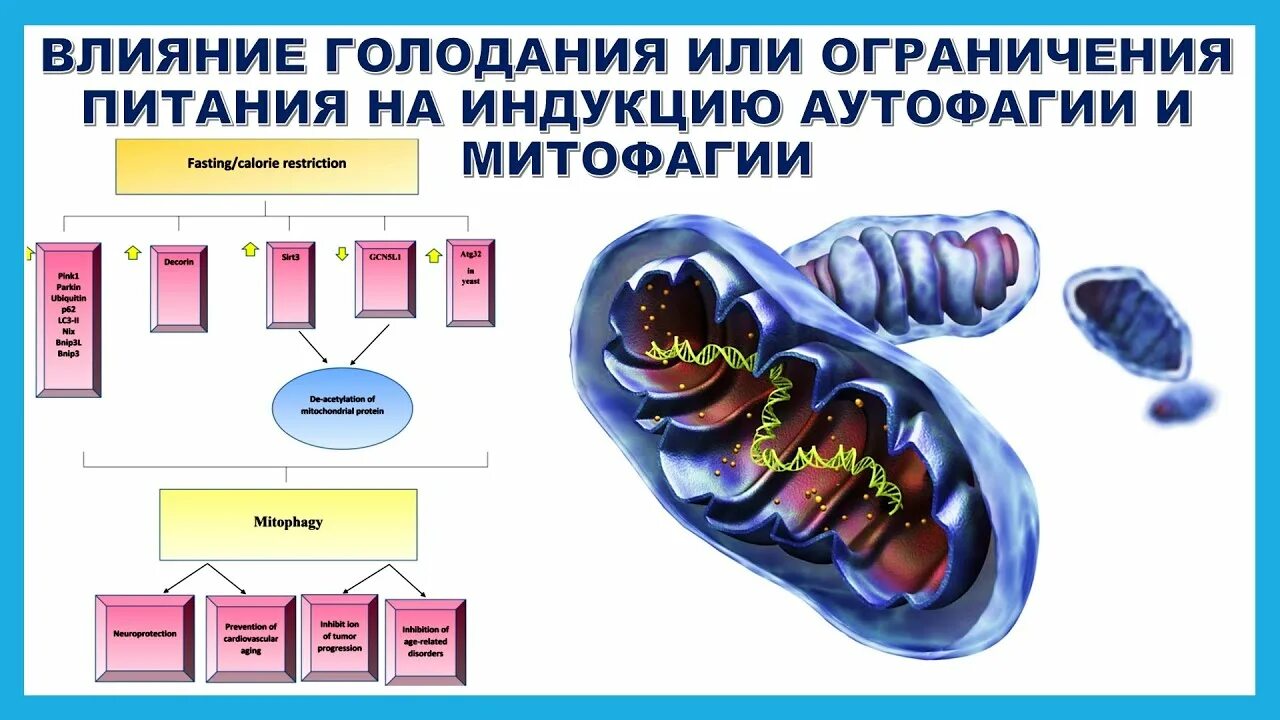 Голодание аутофагия. Аутофагия при голодании. Аутофагия при интервальном голодании. Принцип голодания аутофагия. Голод клеток