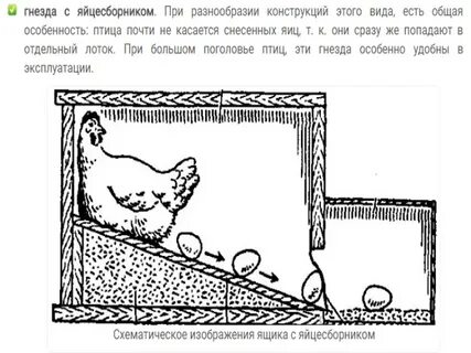 Гнезда для кур с яйцесборником чертежи размеры