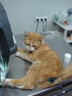 Кастрация кота спб