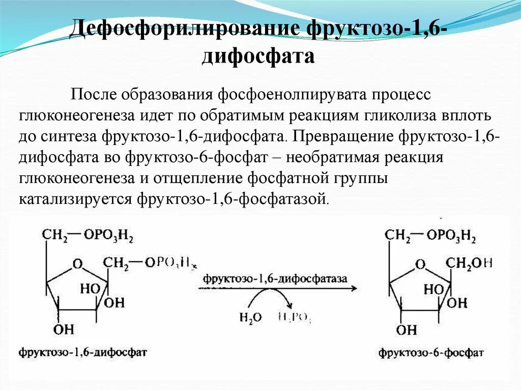 Фруктоза превращается во фруктозо-1- фосфат. Превращение фруктозо-1.6-дифосфата во фруктозо-6-фосфат катализирует. Превращение глюкозо-6-фосфата во фруктозо-6-фосфат катализирует. Фруктозо 1 6 дифосфат формула. Биологическая роль фруктозы