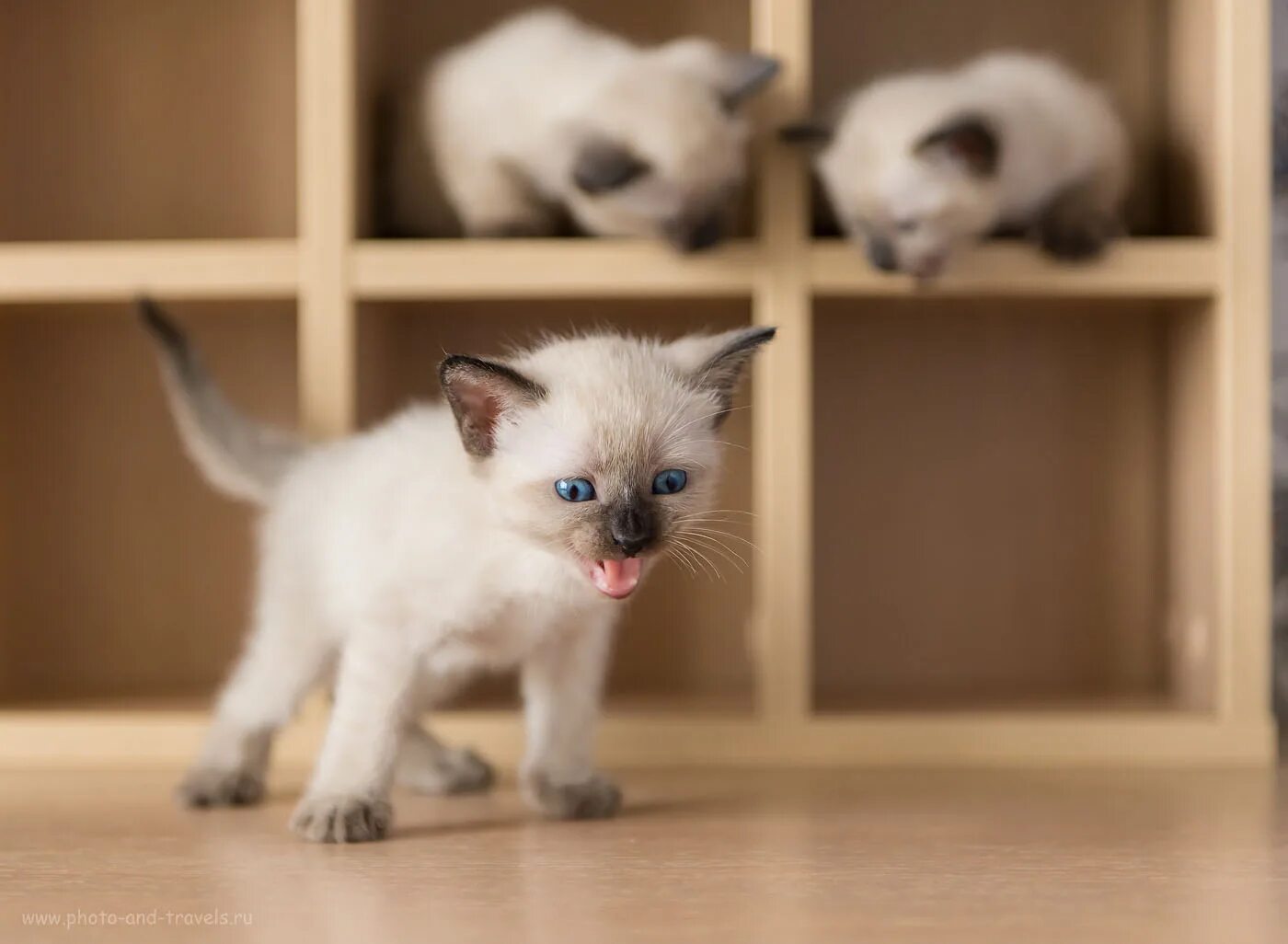 Кот фоткает. Как красиво сфоткать котят на продажу. Как красиво сфотографировать котят. Фоткаться с котятами. Кошка фотографирование.