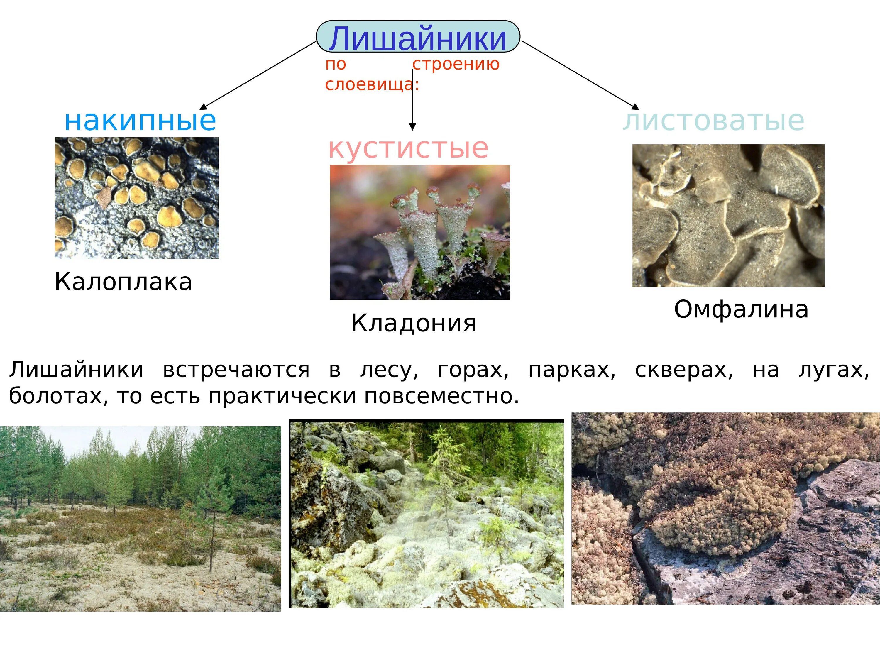 Строение лишайников: накипные, листоватые, кустистые.. Эпигейные лишайники накипные. Накипной лишайники это 6 класс. Лишайники накипные листоватые кустистые.