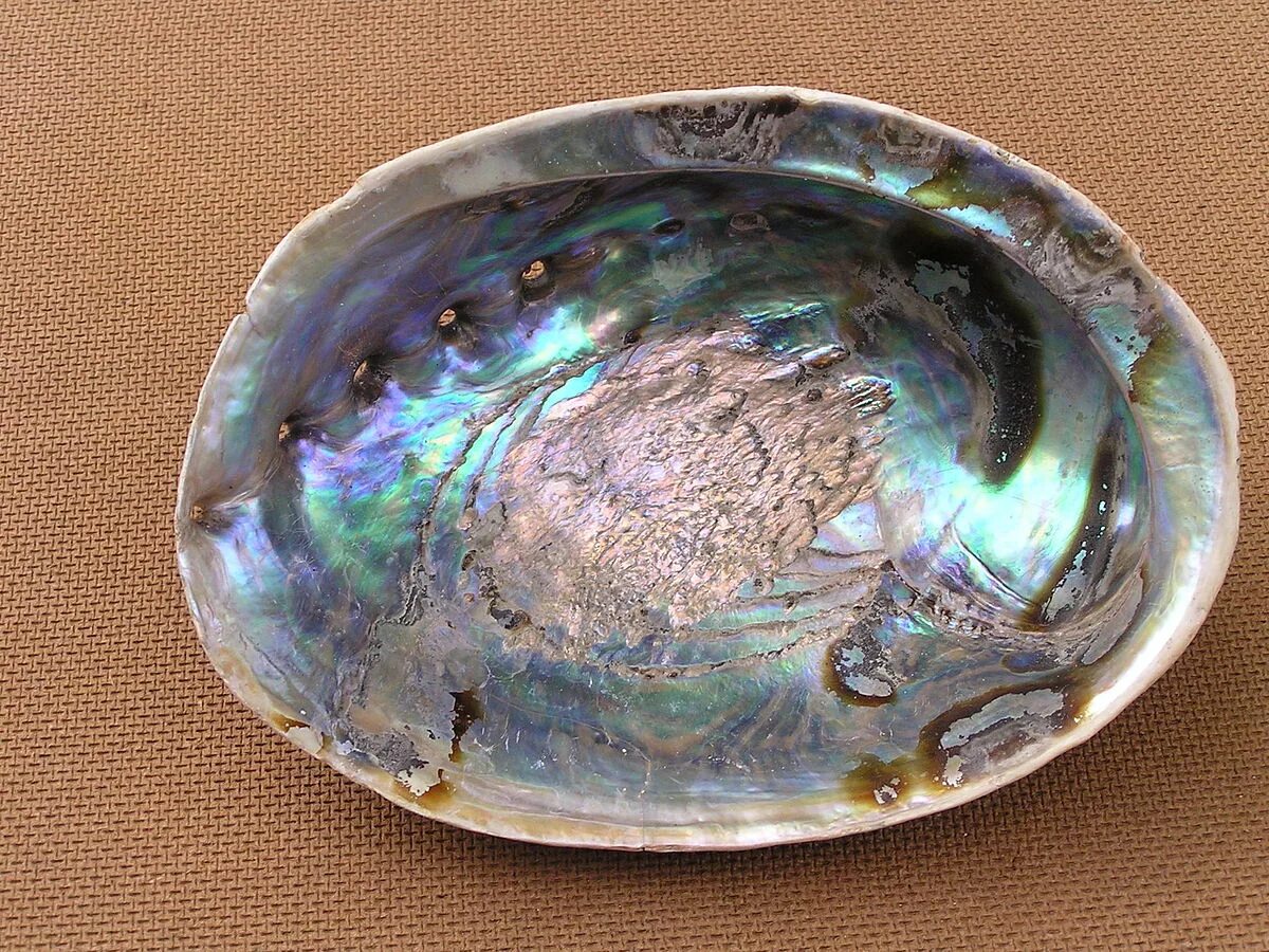 Shell fragment