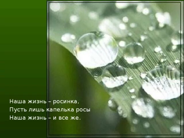 Наша жизнь Росинка пусть. Доброе утро капельки росы. Капельки росы стихи. Наша жизнь Росинка пусть лишь капелька росы наша жизнь и все же.