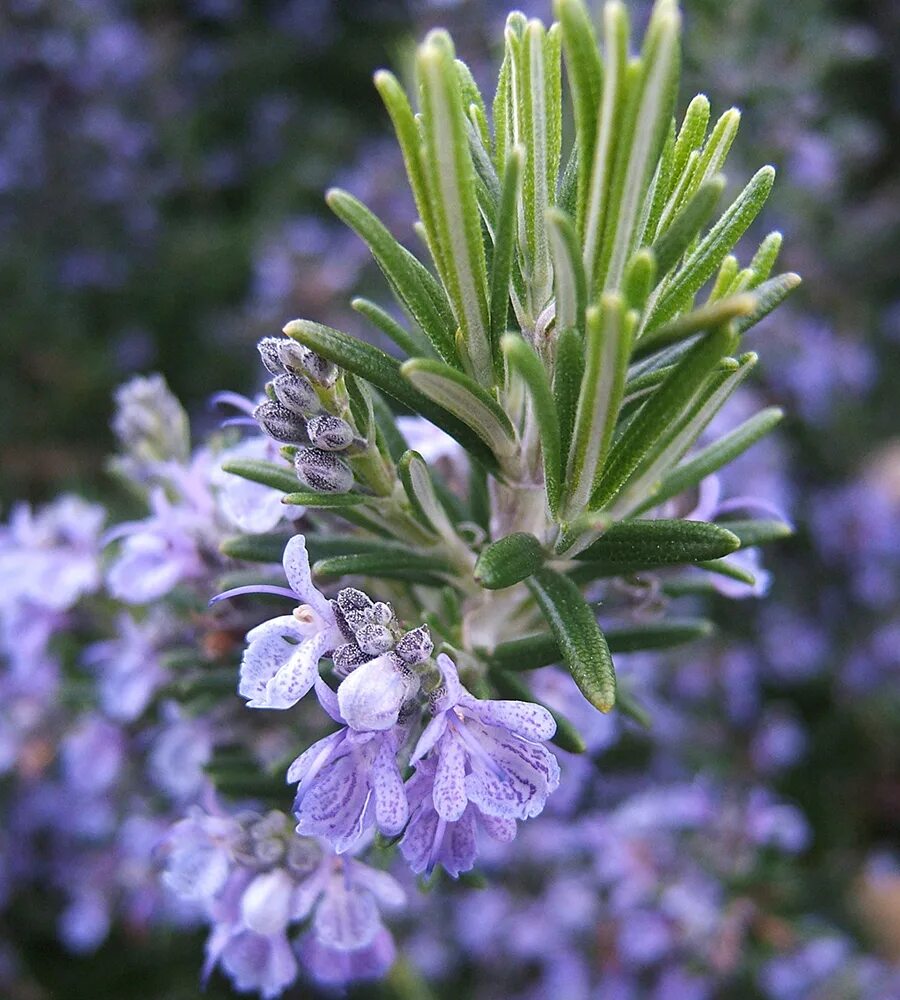 Розмарин лекарственный (rosmarinus officinalis). Розмарин rosmarinus officinalis. Rosmarinus officinalis. Розмарин officinalis. Розмарин officinalis.