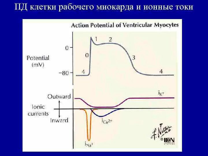 Абсолютная рефрактерность типичного кардиомиоцита