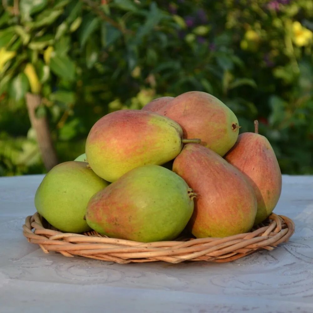 Груши маршал. Груши генерал наполеона. Маршал груши эммануэль портреты. Груша зеленая с красным бочком сорт. Груша зеленая с красным бочком сорт.