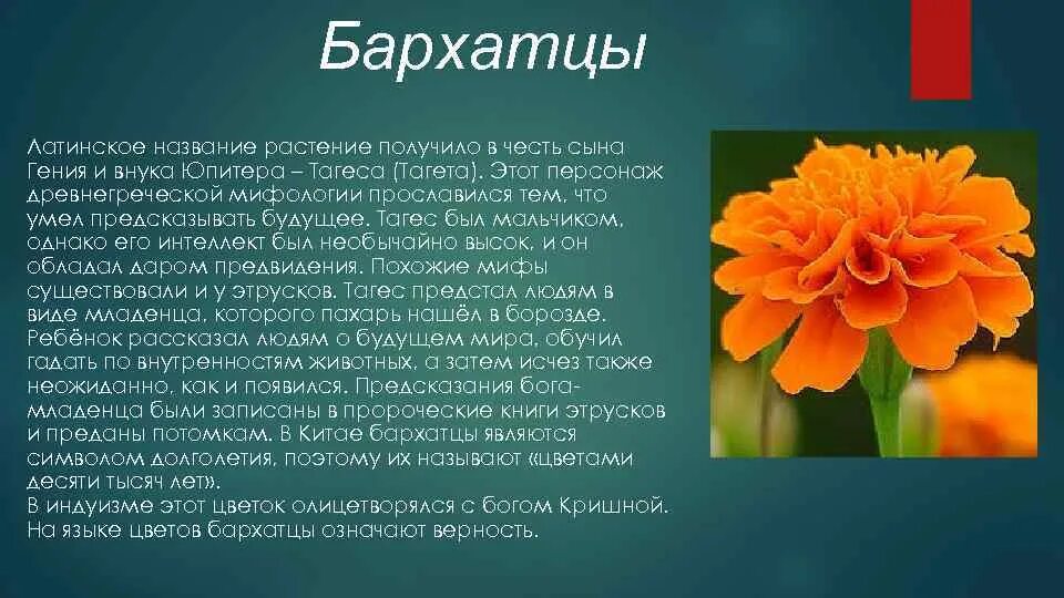 Описание цветка герань. Латинский язык рим. Классицизм в архитектуре презентация. Вирус в переводе означает. Латинский язык в римской империи.