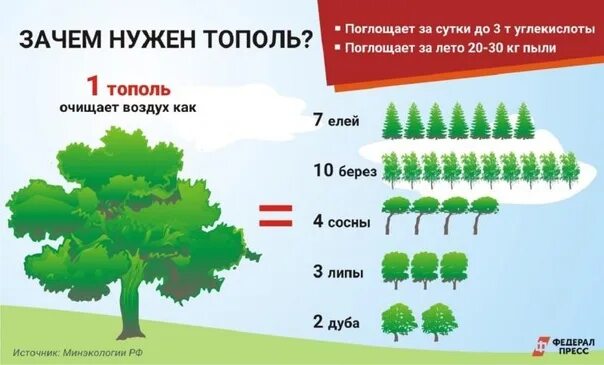 Почему там где растут тополя меньше микробов. Тополь высота дерева. диаметр тополя. возраст тополя. максимальная высота тополя.