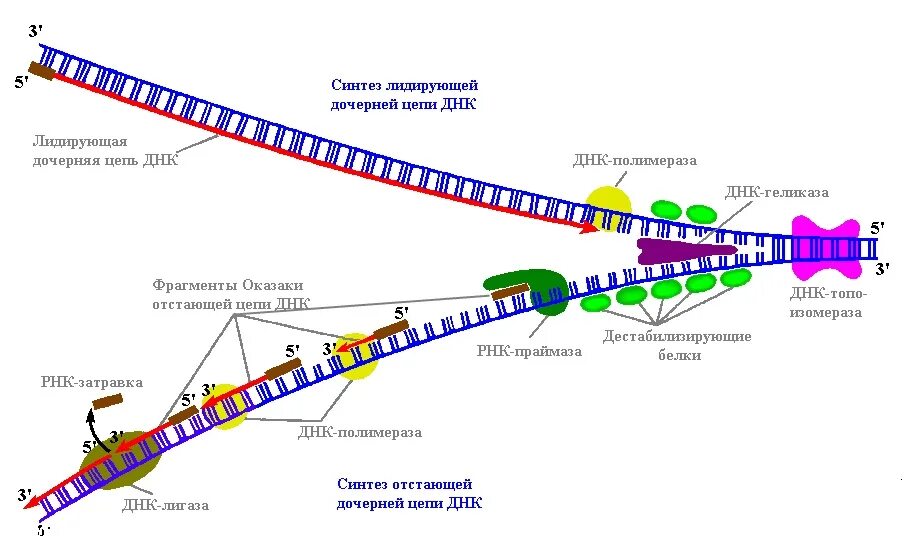 Фермент вилка. Синтез лидирующей дочерней цепи ДНК. Схема процесса репликации ДНК. Репликация схема репликативной вилки. Репликация ДНК лидирующая цепь.